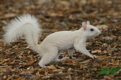 white_squirrel.jpg