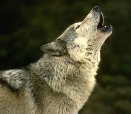 Wolf on Is It Possible That All Of The Eyewitnesses Are Merely Seeing Dogs