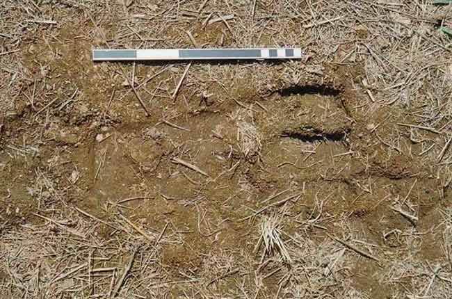 yowie-footprint