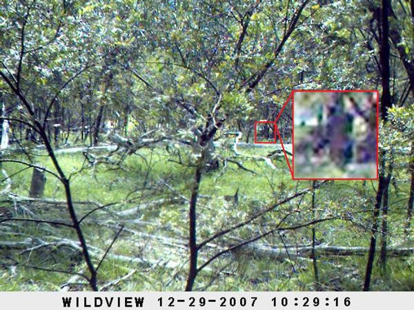 Paul Compton Yowie Photos