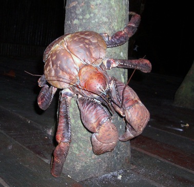 Giant Coconut Crab | Mike White's Blog